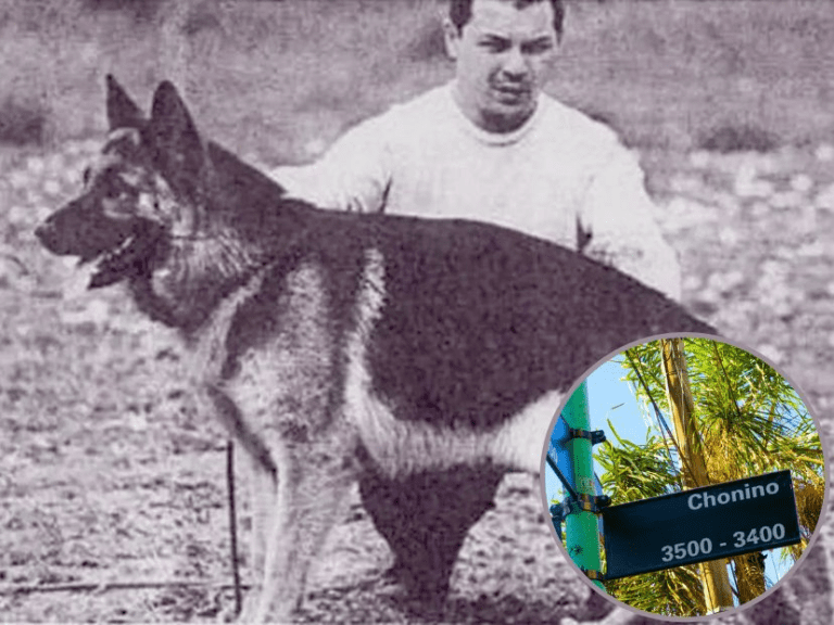 chonino,-el-heroe-de-cuatro-patas-que-inspira-a-miles-de-argentinos