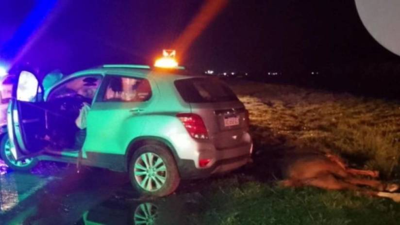 un-auto-choco-contra-un-caballo-suelto-en-la-ruta-11-y-tres-personas-debieron-ser-asistidas