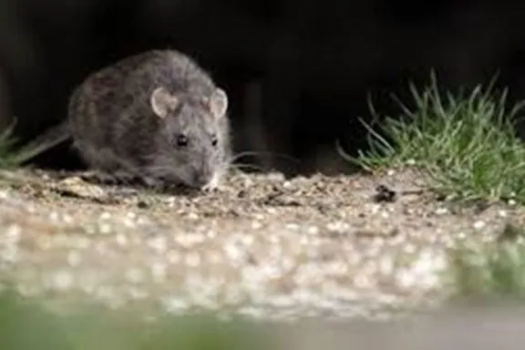 confirman-la-primera-muerte-por-hantavirus-en-san-martin-de-los-andes