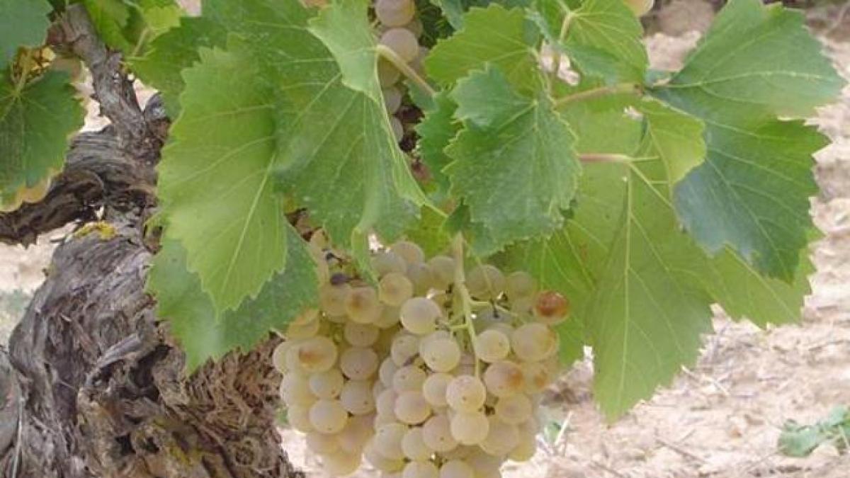 huele-a-garnacha