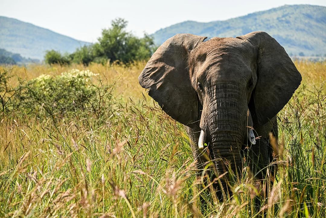 safari,-beaches-and-design:-everything-south-africa-offers-in-a-single-destination