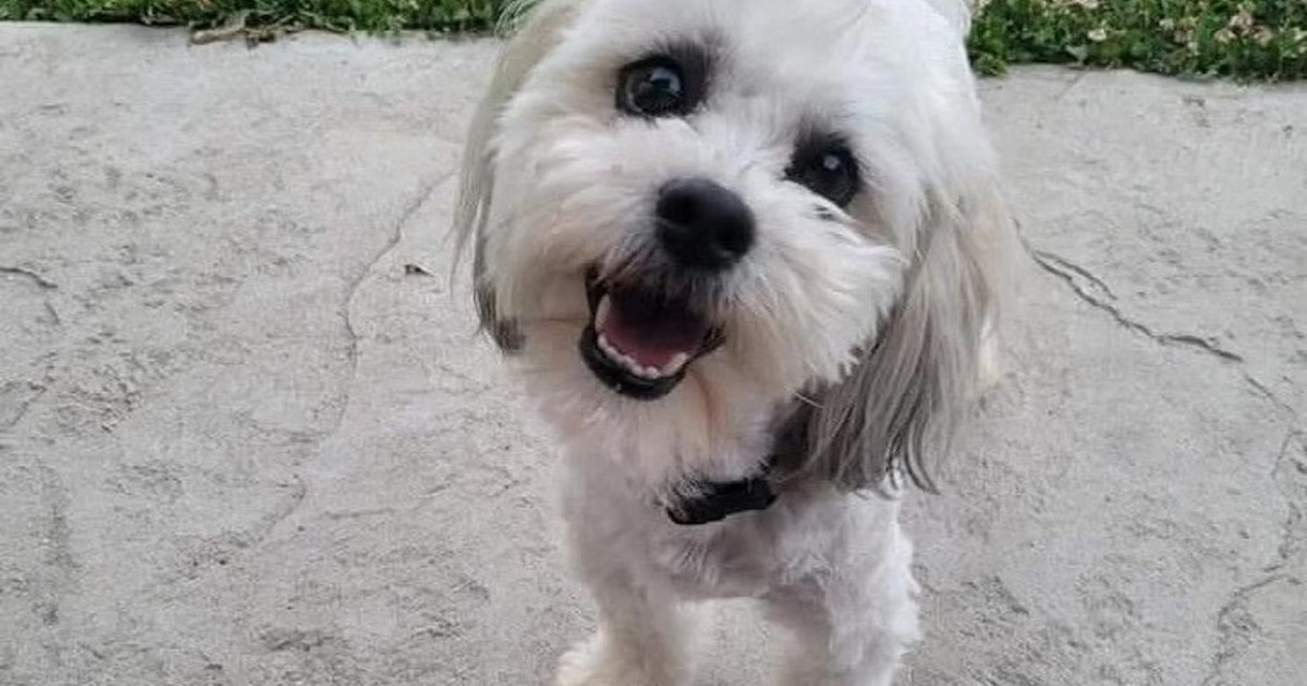 a-police-officer-killed-a-dog-and-now-must-pay-$500,000-in-compensation:-«teddy-didn’t-deserve-this»