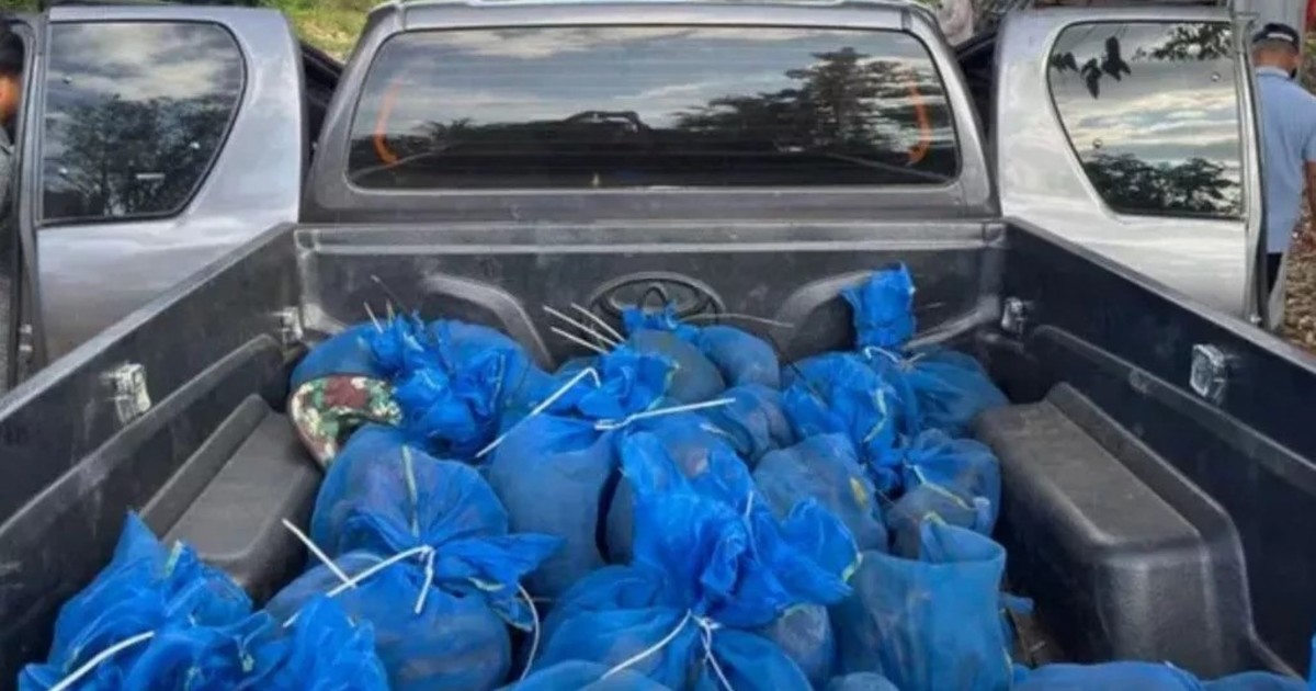 they-rescued-143-macaques-in-two-wildlife-trafficking-operations:-they-were-wrapped-in-blue-bags