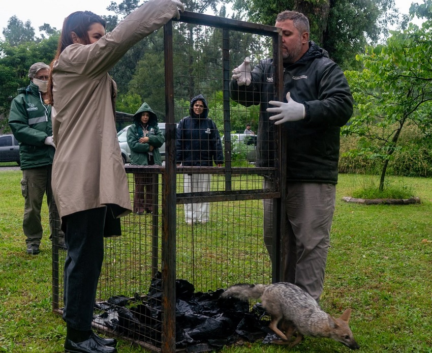 mariel-y-jose-liberaron-un-zorro-gris-en-los-robles