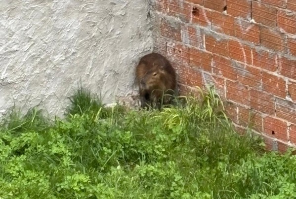 video:-un-carpincho-en-pleno-centro-genero-sorpresa-en-los-vecinos-durante-la-manana-del-sabado