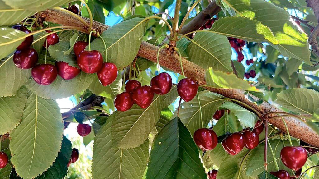 epoca-de-cerezas-en-argentina:-la-«fruta-de-la-navidad»-que-conquista-al-mundo-desde-la-patagonia