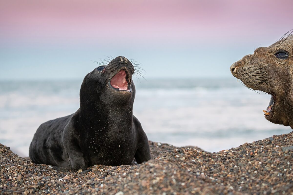 enfermedades-letales-atacan-a-murcielagos,-vicunas-y-elefantes-marinos-en-america-latina