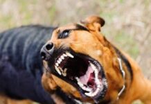 MACHAGAI – Alerta sanitaria por un caso de rabia canina: hay dos personas mordidas machagai-–-alerta-sanitaria-por-un-caso-de-rabia-canina:-hay-dos-personas-mordidas