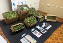 Mechita: secuestran más de 50 plantas de marihuana y detienen a un hombre tras dos allanamientos mechita:-secuestran-mas-de-50-plantas-de-marihuana-y-detienen-a-un-hombre-tras-dos-allanamientos