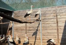 El increíble hospital para pájaros donde reciben otra oportunidad de vivir el-increible-hospital-para-pajaros-donde-reciben-otra-oportunidad-de-vivir